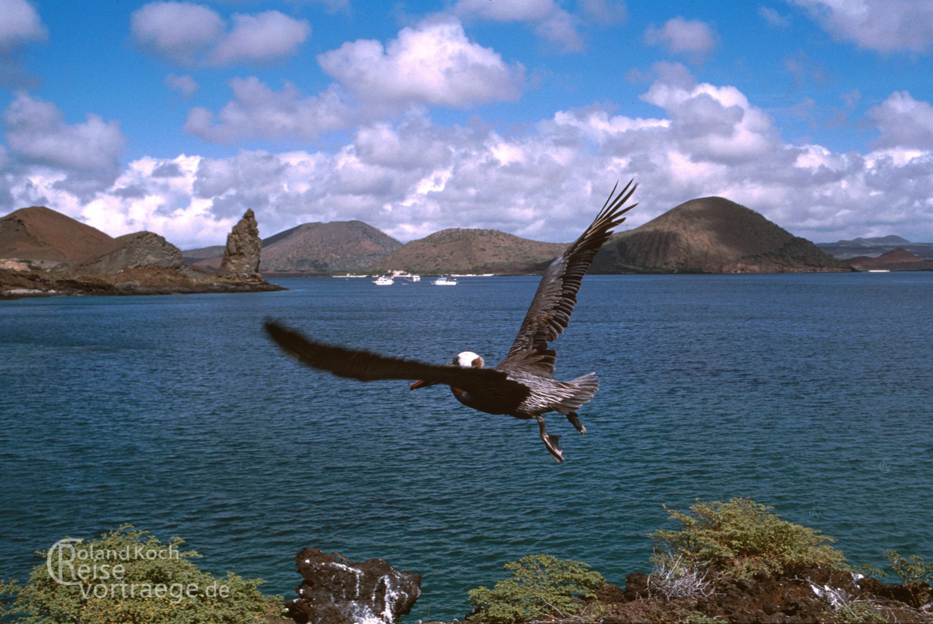 Ecuador - Archipel von Galapagos - Pelikan vor Pinnacle Rock/Pináculo von Bartolomé
